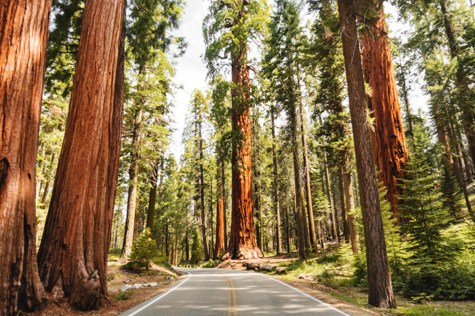 Giant sequoia trees lining a narrow road.