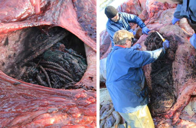 The whale's stomach containing ropes and other marine debris. The multiple small black 'beaks' are from squid, which sperm whales usually eat (Photo: Scottish Marine Animal Strandings Scheme) 