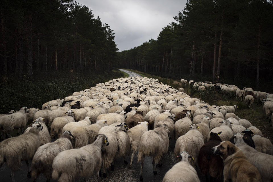 A flock of sheep move on an empty road near Soria, as the lockdown to combat the spread of the coronavirus continues in Spain, Monday, April 27, 2020. (AP Photo/Felipe Dana)