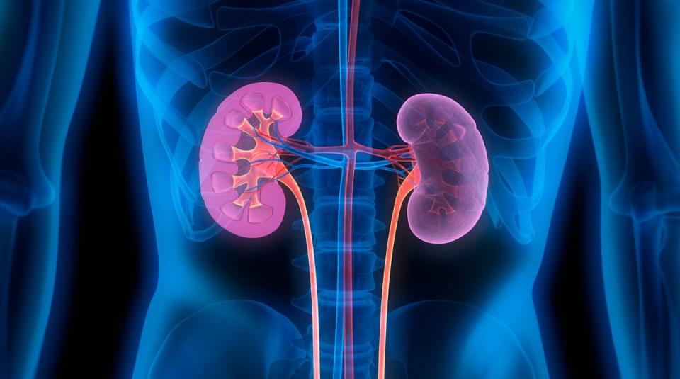 ‘The kidney is undoubtedly the most sought-after organ for transplantation,’ says expert (Getty Images/iStockphoto)
