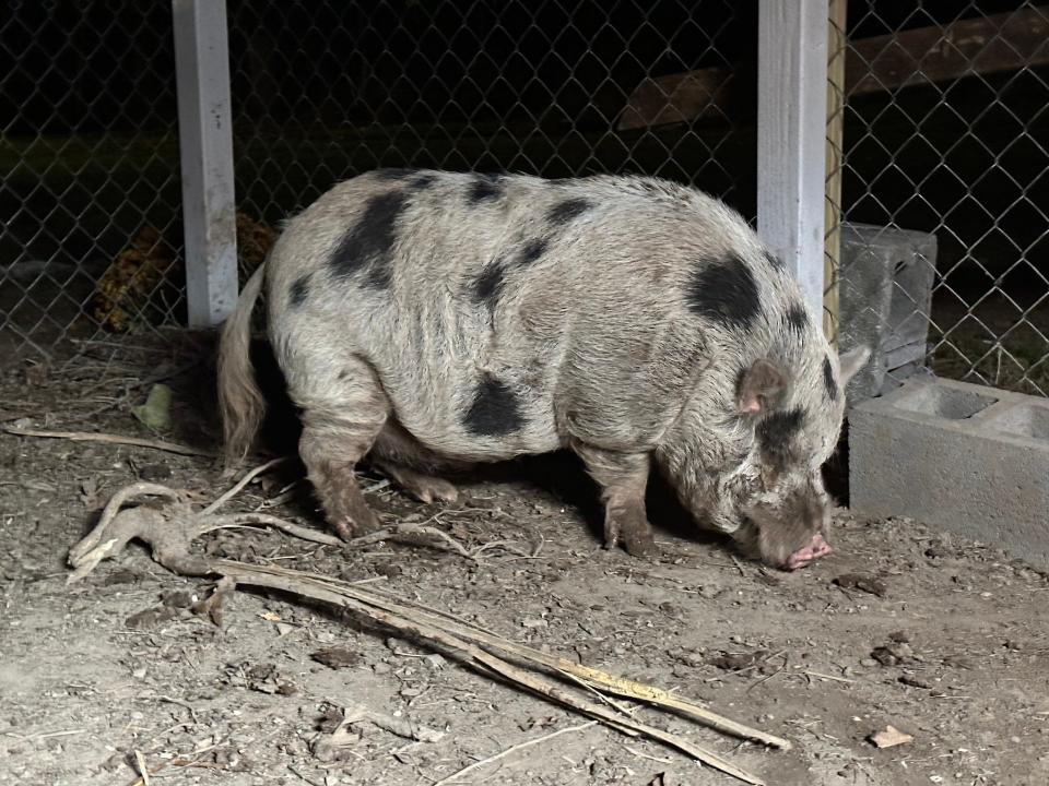 Kevin Bacon, the pig, is seen in this photo from Chelsea Rumbaugh.