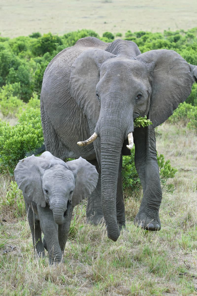 Baby elephants suck their trunks for comfort.