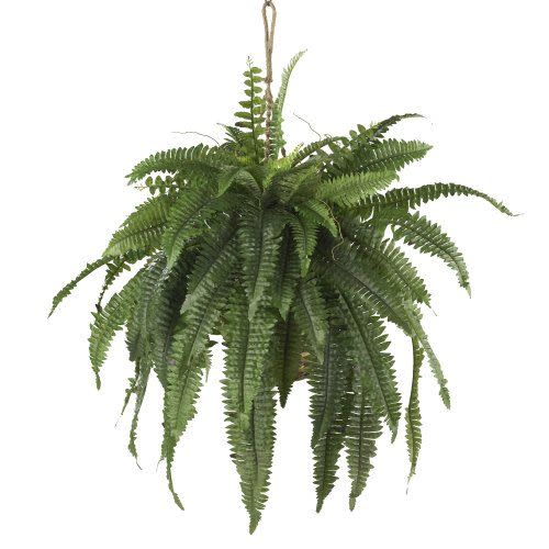 22" Boston Fern Hanging Basket