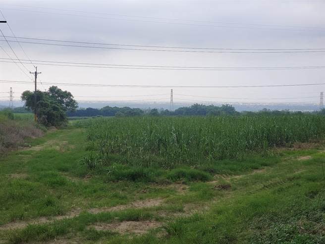 雲林縣府開發古坑產業加值園區在環評初審中卡關，縣長張麗善喊話盼不要政治角力，不要邊緣化雲林。該園區預定地是位於古坑鄉的台糖地，目前種植甘蔗。（周麗蘭攝）