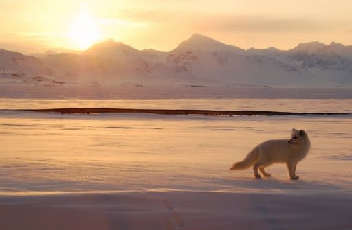 File photo of an Arctic fox hunting in Svalbard close to Ny-Aalesund, in the Arctic. Arctic ice is considered vital for the planet as it reflects heat from the sun back into space, helping keep down the planet's temperatures