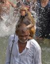 <p>An Indian monkey sits on its wrangler’s shoulders in a river on the outskirts of Amritsar on June 26, 2016. </p>