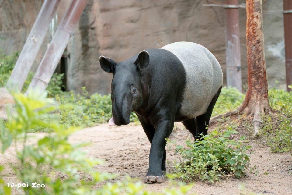 馬來貘「貘莉」是台北市立動物園第一隻成功繁殖的馬來貘。（台北市立動物園提供）