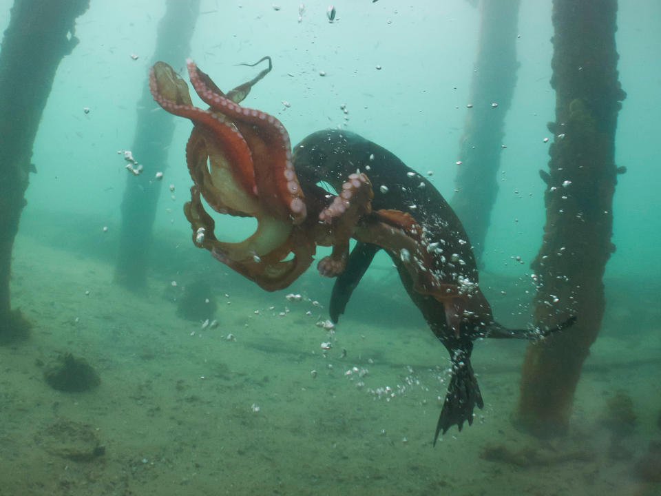 Una foca y un pulpo se ensañan en una lucha a muerte entre depredador y presa, en las aguas de Rye Pier, en la península Mornington, Australia.