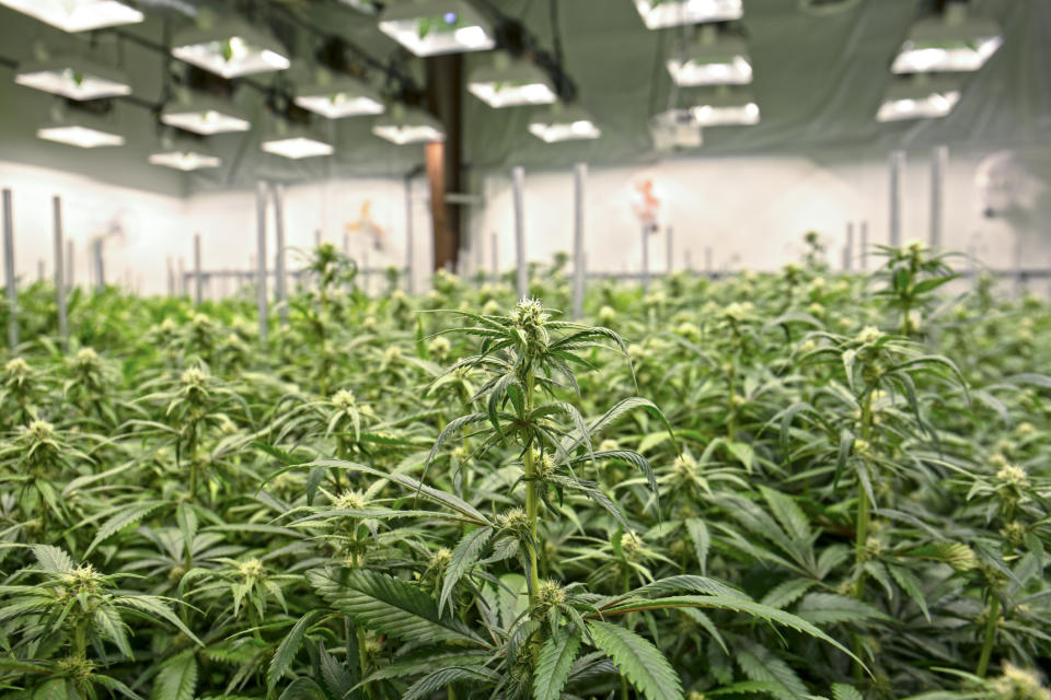 Cannabis grow facility with rows of marijuana plants under lights in a greenhouse.