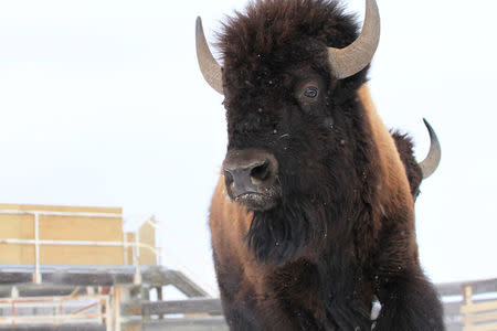 A wild bison, selected from Elk Island National Park’s healthy conservation herd to be translocated to the remote wilderness of Banff National Park in Alberta, Canada, is pictured in this January 31, 2017 handout photo. Johane Janelle/Parks Canada/Handout via REUTERS