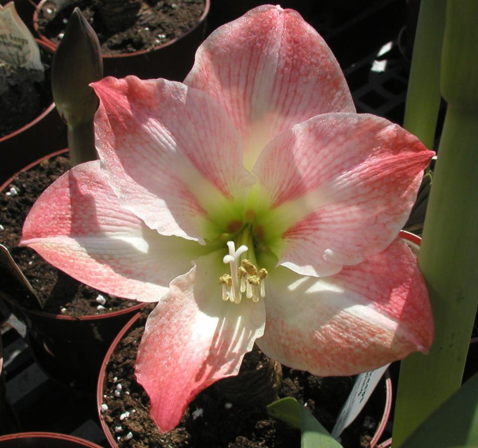Amaryllis bulbs add pops color to the landscape or can be grown in pots.