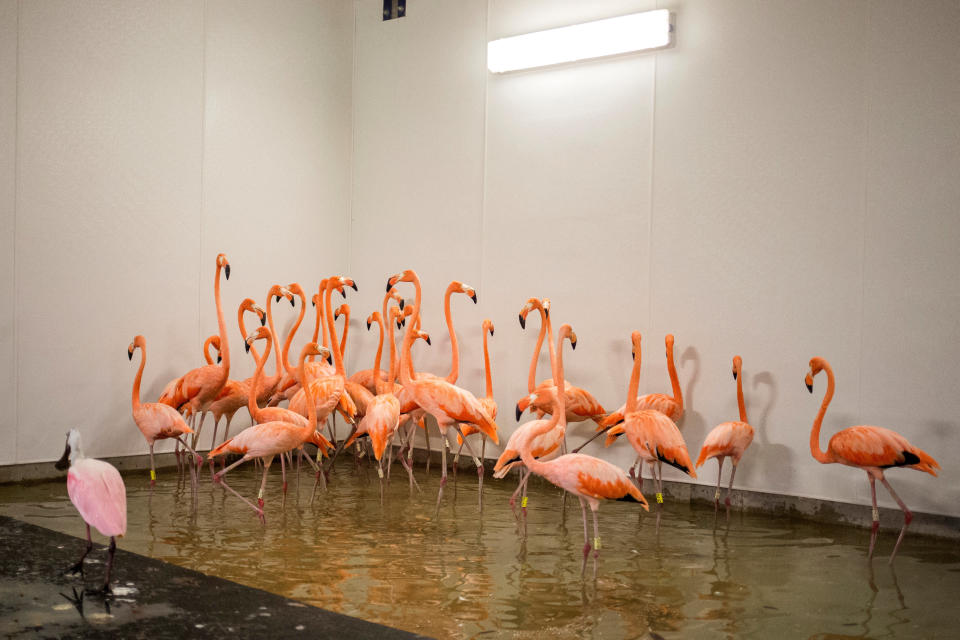 Flamingos take refuge inside a steel and concrete enclosure