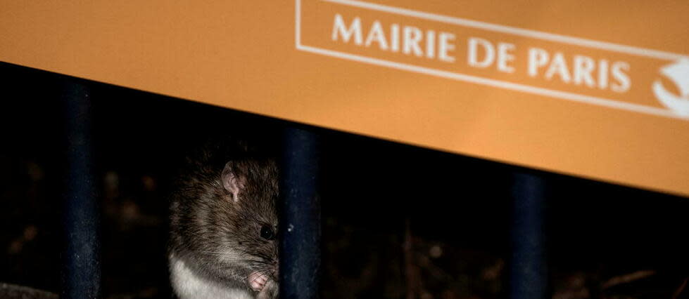 Depuis des siècles, les Parisiens vivent avec les rats.  - Credit:PHILIPPE LOPEZ / AFP