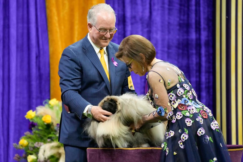 Rummie, a Pekingese, competes in the toy group competition during the 147th Westminster Kennel Club Dog show, Monday, May 8, 2023, at the USTA Billie Jean King National Tennis Center in New York. Rummie won best in toy group.