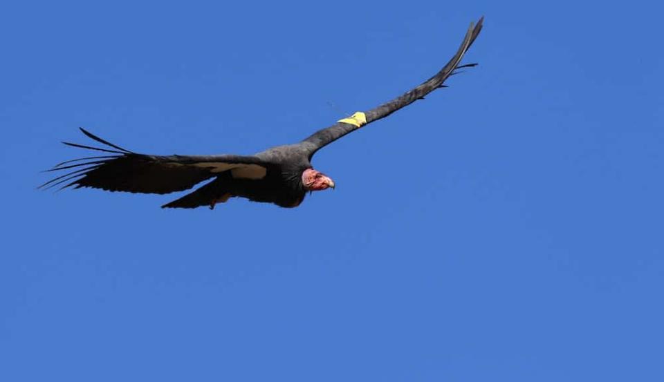 A california condor in flight