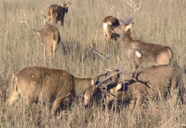 A group of Barasingha, also known as Swamp Deer, were abundant during a recent safari to India.