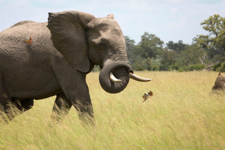 An African bull elephant swishes his trunk at the carmine bee-eaters following him through the grassland of Botswana. (Photo: Chadden Hunter)