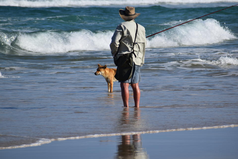 The back of a man fishing in K'gari. A dingo stands between him and the water.