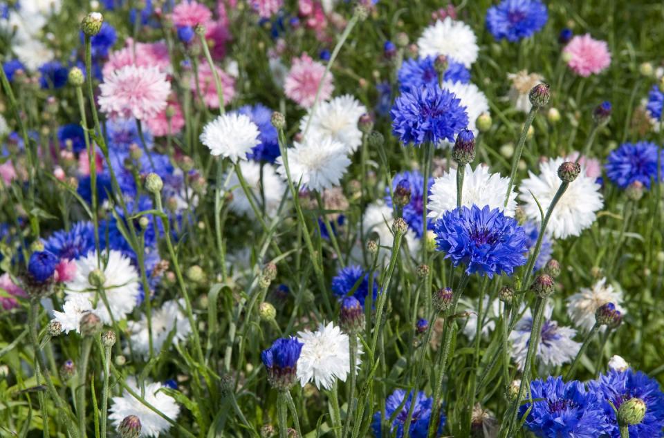 1) Cornflower (Centaurea cyanus)