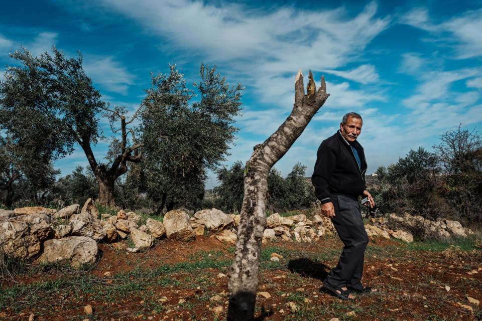 A man walking near a tree missing its top and all of its branches, with other damaged trees in the background