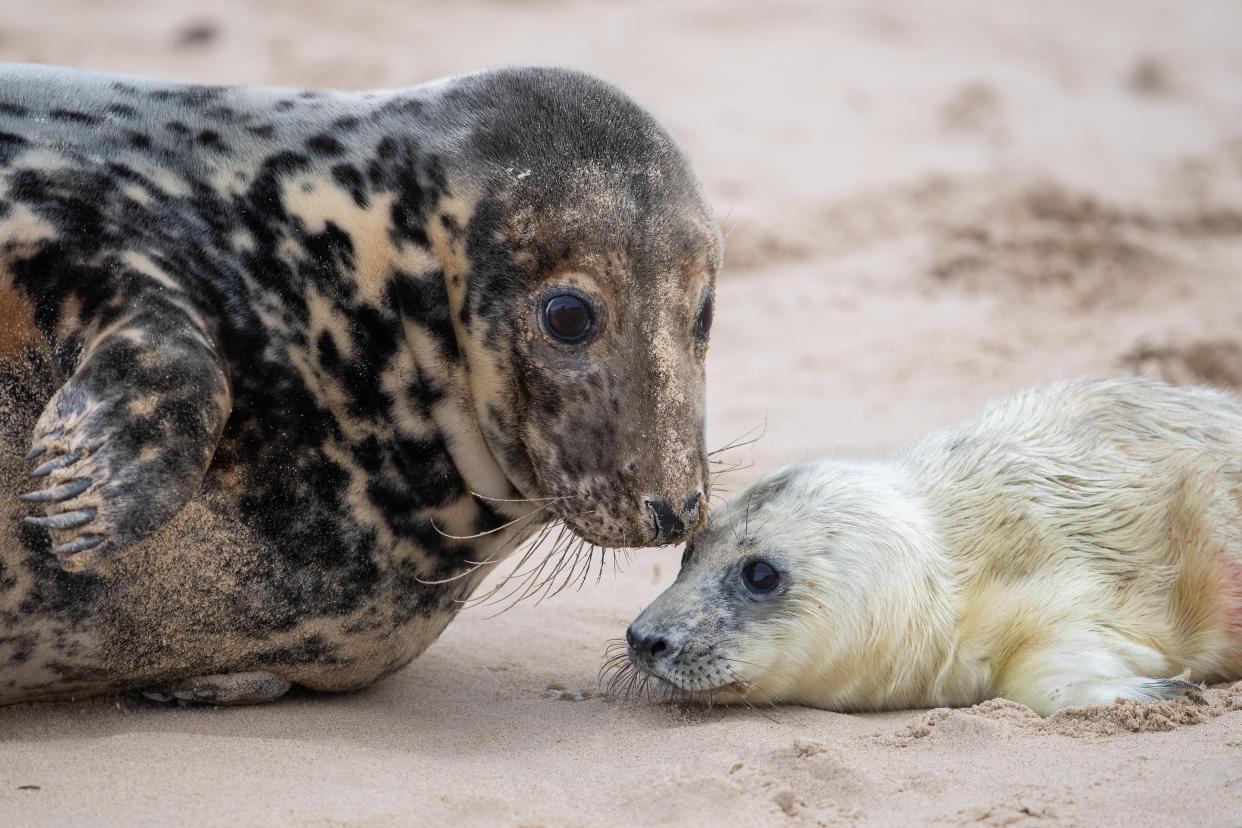 A grey seal with her newborn pup on the beach at Horsey in Norfolk, as the pupping season begins at one the UK's most important sites for the mammals. (Photo by Joe Giddens/PA Images via Getty Images)