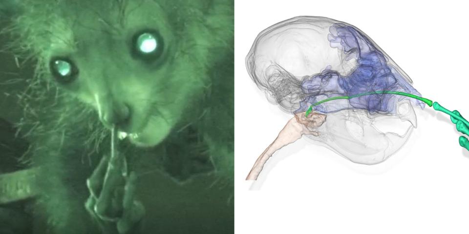 Side by side views of a aye aye picking her nose. On the left a video still, on the right a CT scan.