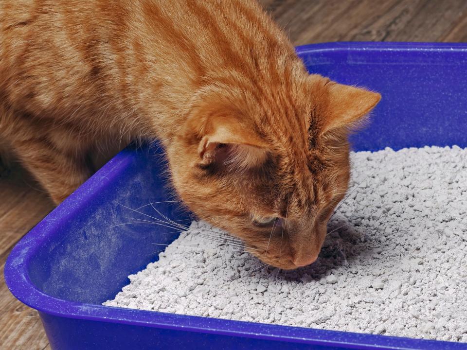 cat sniffing litter box