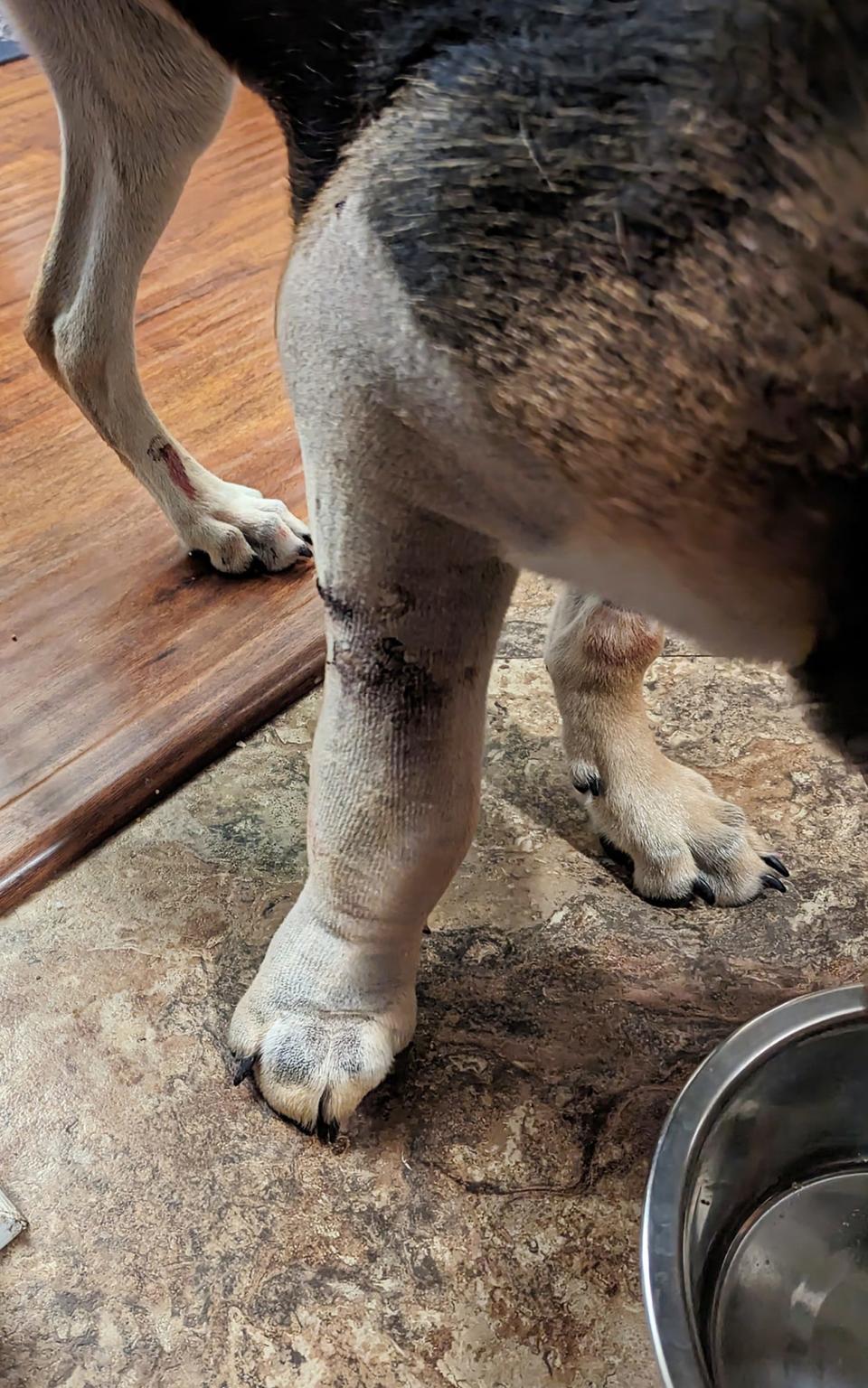 Mable's swollen front right paw shortly after the rattle snake bite. The two fang marks are visible mid-way up the paw.