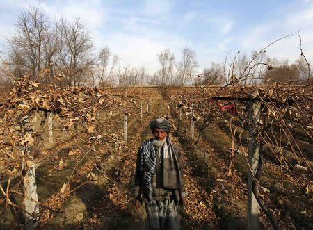 Mohammad Hussain poses for a picture inside his grape farm in Parwan province December 13, 2014. REUTERS/Mohammad Ismail