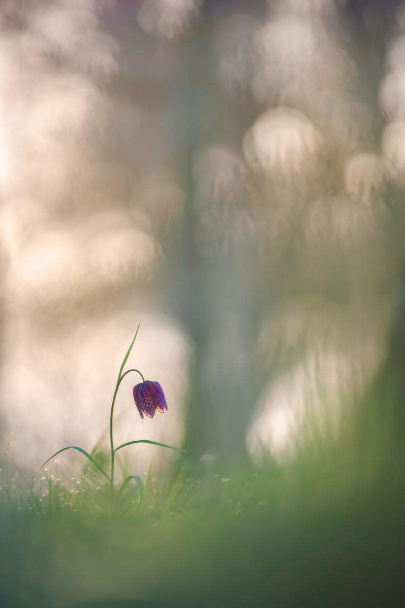 A snake's head fritillary thawing out in the UK.