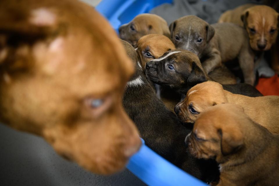 A female pit bull looks over her litter of puppies at Cumberland County Animal Services on Thursday, Jan. 11, 2024.