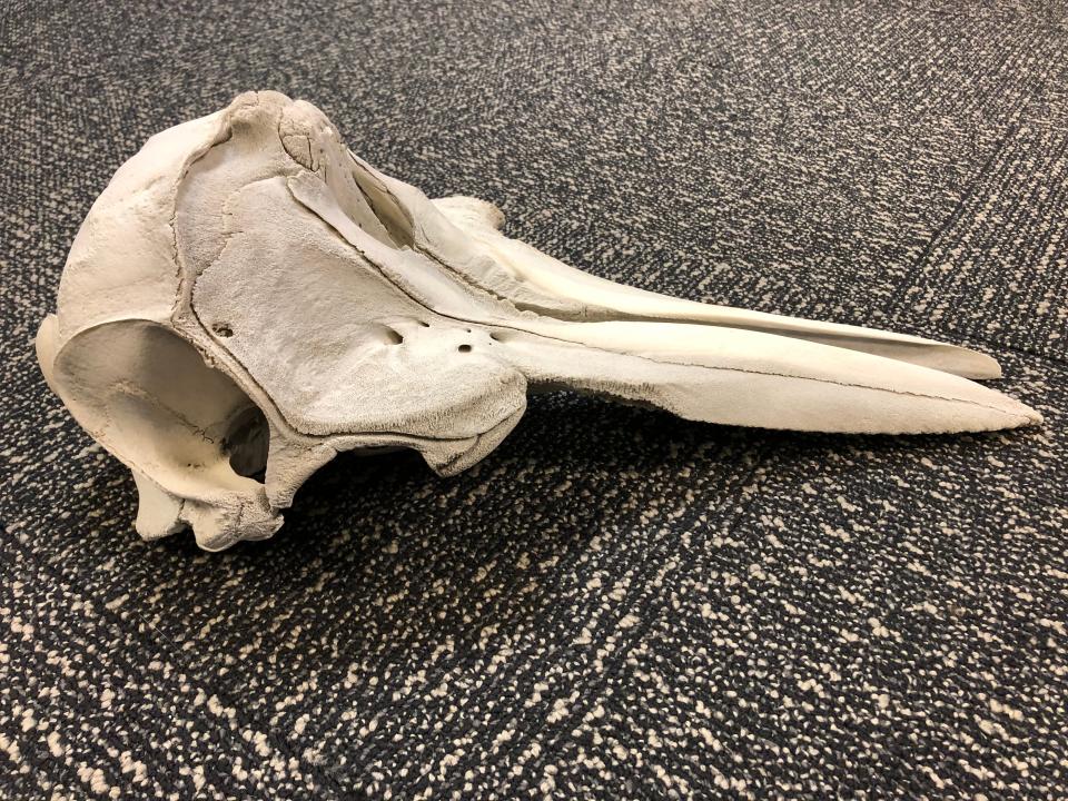 Customs agents discovered a dolphin skull in an unattended suitcase at the Detroit Metropolitan Wayne County Airport.