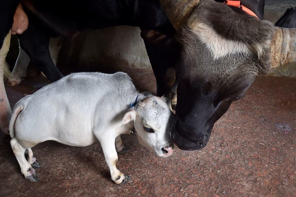 Dwarf cow named Rani shown next to a bigger cow.