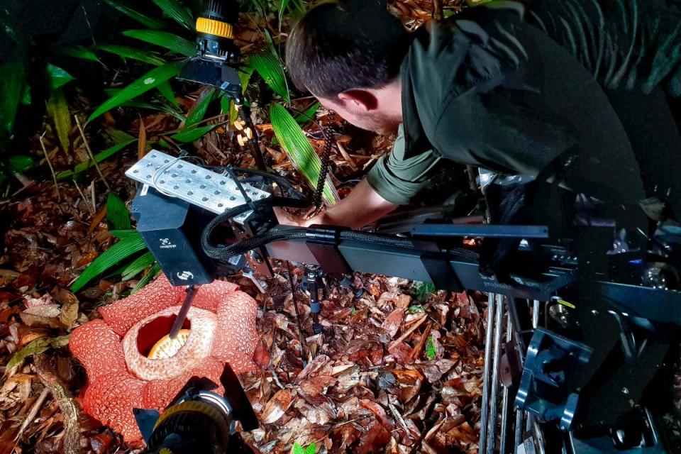 團隊使用三腳樹機器人拍攝腐屍花。（圖／BBC提供）