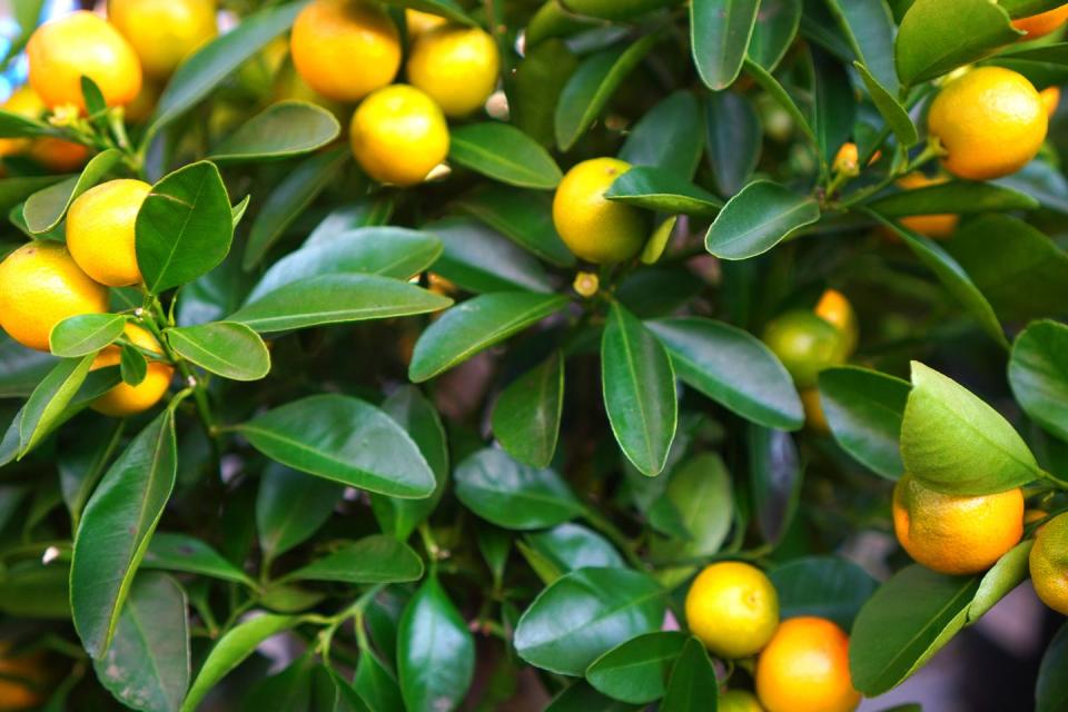 best tropical plants calamondin