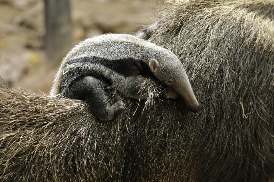 The newborn giant anteater pup at River Safari. (PHOTO: Wildlife Reserves Singapore)