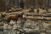 In this Nov. 15, 2018, photo, Troy Miller looks through what remains of his burned out home as his horse Sally stands nearby in Concow, Calif. "It just engulfed everything, went over us, around us, past us," said Miller about the fire as he tried to evacuate with his horse in tow, but the fire blocked the roads out. (AP Photo/John Locher)