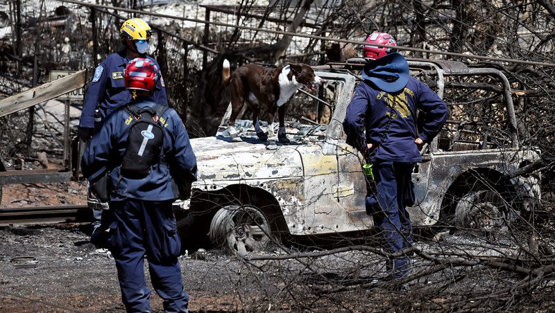 Crews use dogs to search for human remains as they move from structure to structure and car to car on Thursday, Aug. 17, 2023. Response to the Maui fire that destroyed a large portion of the town of Lahaina, Hawaii, continues to come from neighboring islands and the mainland.