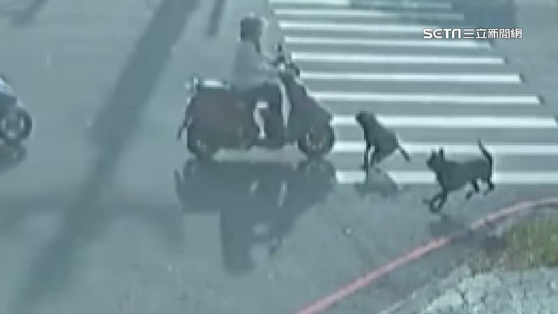 路口突然衝出2隻黑狗，婦人因此連人帶車自摔。