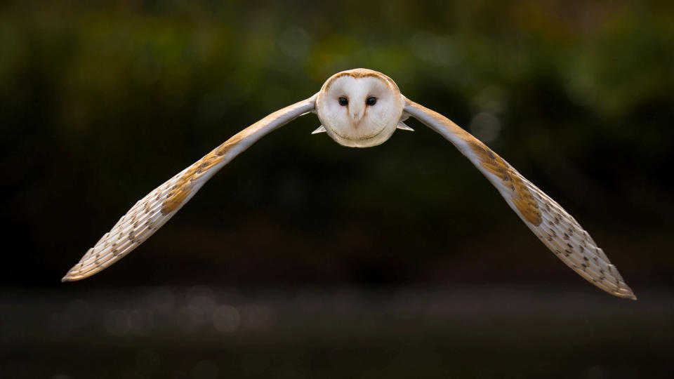 A hungry owl on the hunt for prey flies high in the Nature category