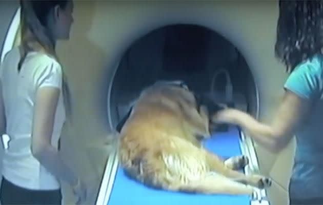 13 dogs' MRI scans were studied. Photo: YouTube/FamilyDogProject