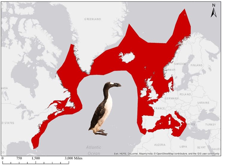 <span class="caption">Where the great auk lived.</span> <span class="attribution"><span class="source">Esri, Garmin, NOAA NGDC and others</span>, <a class="link " href="http://creativecommons.org/licenses/by/4.0/" rel="nofollow noopener" target="_blank" data-ylk="slk:CC BY;elm:context_link;itc:0;sec:content-canvas">CC BY</a></span>