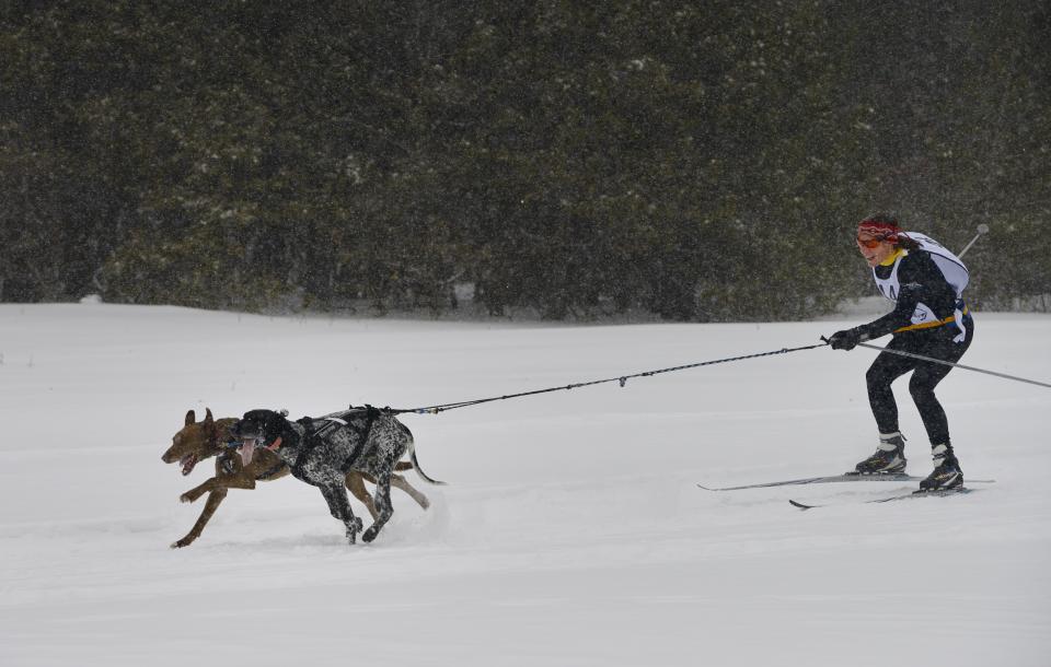 <p>Skijoring can also be done while being towed by dogs. (Getty) </p>