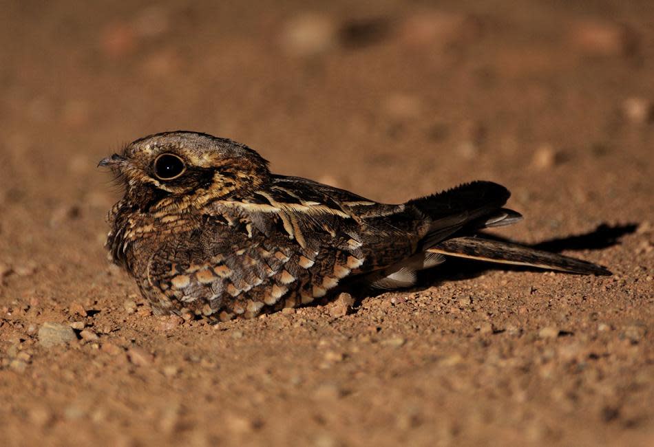 An Indian Nightjar sits pretty by the side of the road. Hampi's birdlife is very rich. Hoopoes, Sirkeer Malkohas, Indian Eagle Owls, Yellow Wattled Lapwings and Painted Spurfowls are some of the species one can sight in and around the town.