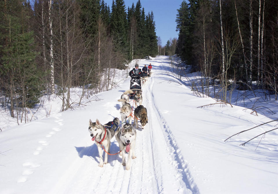 Balade en chiens de traineau