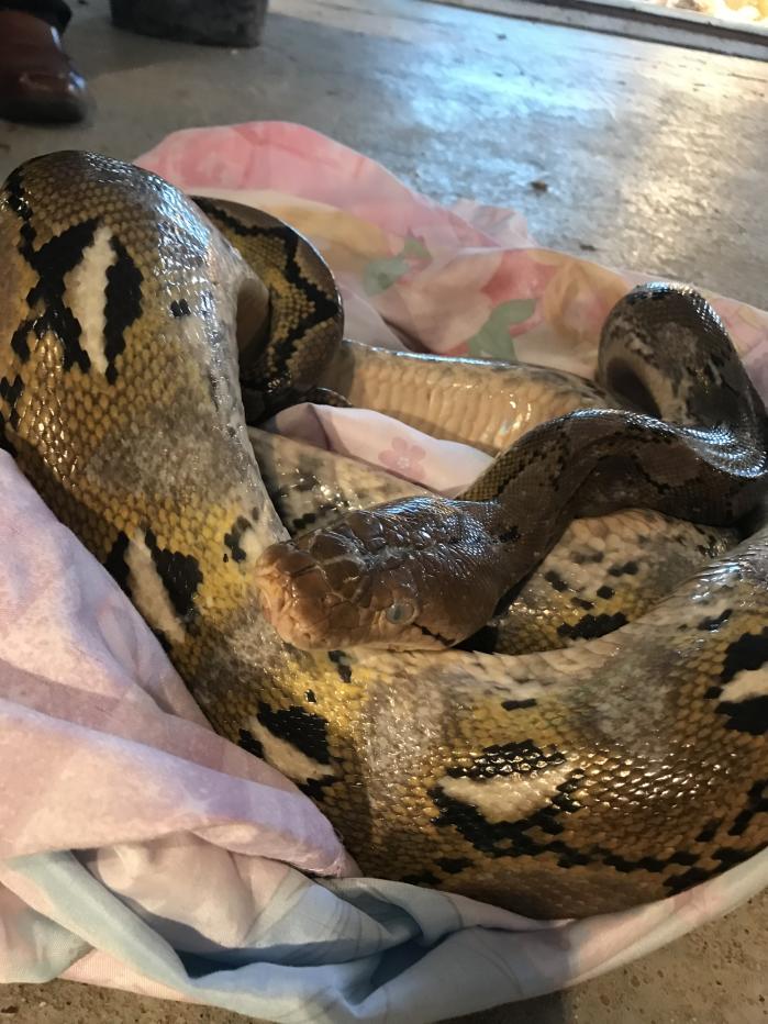 The RSPCA rescued a second 10ft python from a country lane in Conington, Cambridgeshire. (RSPCA/ PA)