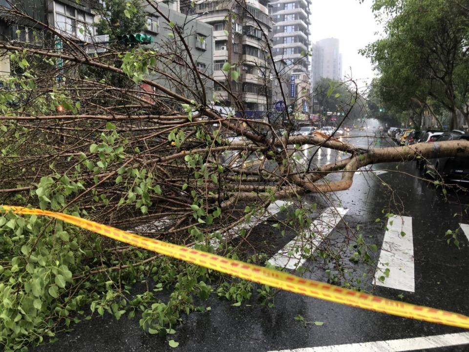 中央氣象局25日中午針對17縣市包含台北市發布大雨特報。台北市警消下午1時24分獲報，光復北路與延壽街附近，一棵約20公尺路樹倒塌，造成一輛小客車受損，未有人受傷。中央社（翻攝畫面）