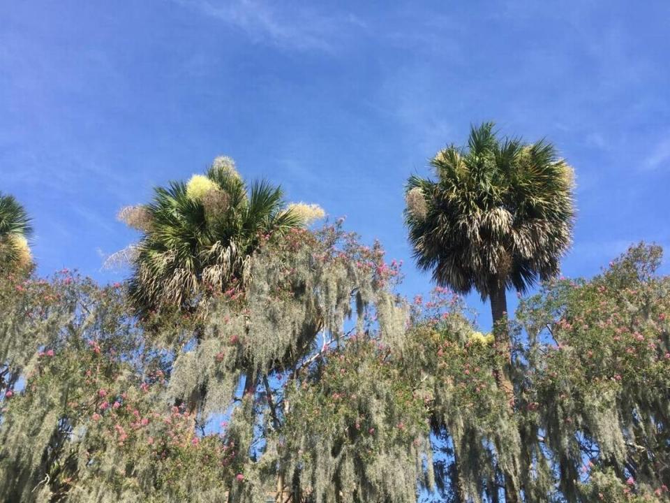 Palmetto trees stand in Beaufort. S.C.