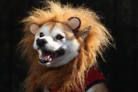 NEW YORK, NY - OCTOBER 20: Kuma, a Shibu Inu, poses as a lion at the Tompkins Square Halloween Dog Parade on October 20, 2012 in New York City. Hundreds of dog owners festooned their pets for the annual event, the largest of its kind in the United States. (Photo by John Moore/Getty Images)