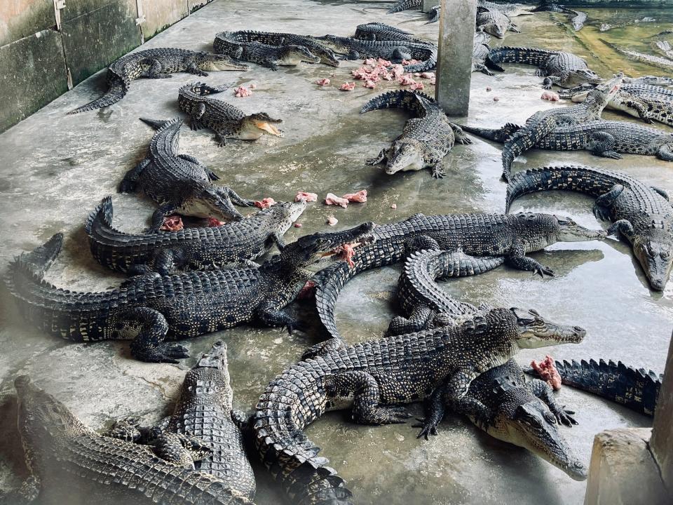 A pen full of crocodiles. They have just been fed by the farm employees.
